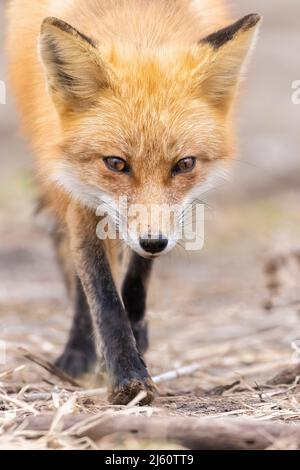 Red fox portrait Stock Photo