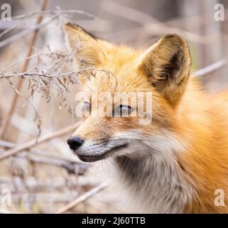 Red fox portrait Stock Photo