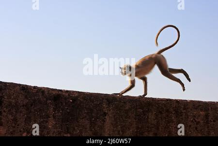 Gray langur playing at Taragarh fort, Bundi, Rajasthan, India Stock Photo