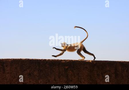 Gray langur playing at Taragarh fort, Bundi, Rajasthan, India Stock Photo