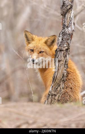 Red fox portrait Stock Photo
