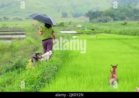 farming in the Philippines Stock Photo