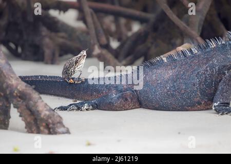 This female ground-finch, is pecking dead skin/parasites off a Gal‡pagos marine iguana, Amblyrhynchus cristatus, Santa Cruz Island, Galapagos, Equador Stock Photo