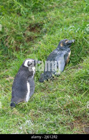 A pair of African Penguins, Spheniscus demersus, also known as jackass penguins, in a grass hillside at Boulders Beach, Simon's Town, Cape Town, Weste Stock Photo