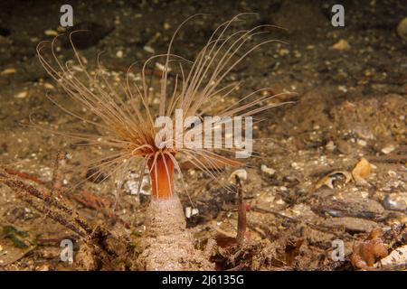 The filter feeding, tube-dwelling anemone, Pachycerianthus fimbriatus, can pull itself below the surface when threatened, British Columbia, Canada. Stock Photo