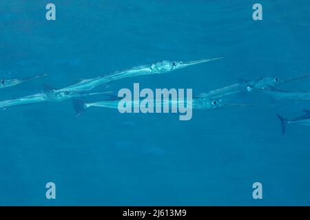 Dussumier's halfbeak, Hyporhamphus dussumieri, are commonly found in groups at the surface in bays and nearshore waters, Yap, Micronesia. Stock Photo