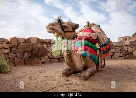camel rest on the edge of a cliff while climbing Mount. Bedouin lifestyle. Stock Photo