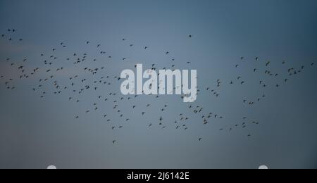 beautiful shots of wetland birds in natural habitat standing in water lake pond green grass bright sunny day background wallpaper india tamilnadu Stock Photo