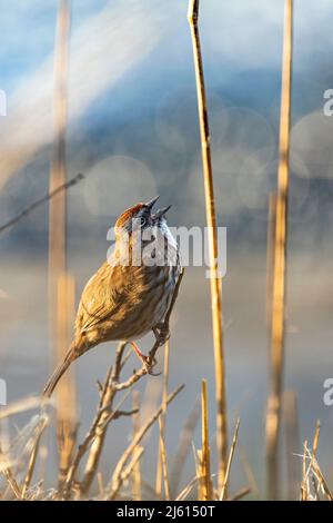 Song Sparrow (Melospiza melodia) singing -Victoria, Vancouver Island, British Columbia, Canada Stock Photo