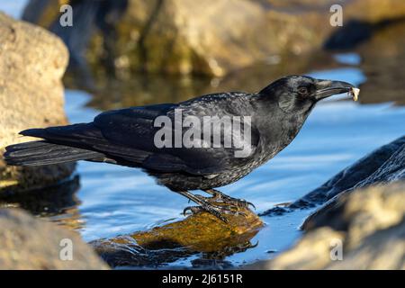 American Crow (Corvus brachyrhynchos) - at Cattle Point in Uplands Park, Oak Bay. Near Victoria, Vancouver Island, British Columbia, Canada Stock Photo