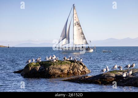 Sailboat off the coast of Oak Bay - near Victoria, Vancouver Island, British Columbia, Canada Stock Photo