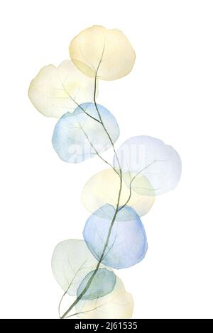 multicolored watercolor eucalyptus leaf botanical illustration isolated on white. Stock Photo