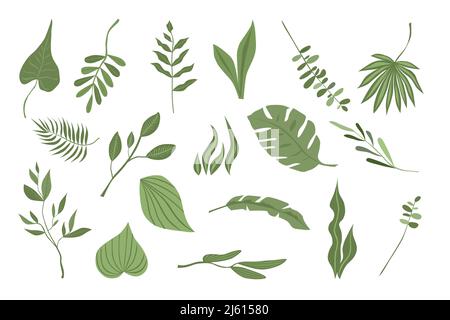 Collection of vector illustrations, green plants and branches, for compositions and design. Isolated on white background. Fashion illustration in tren Stock Vector