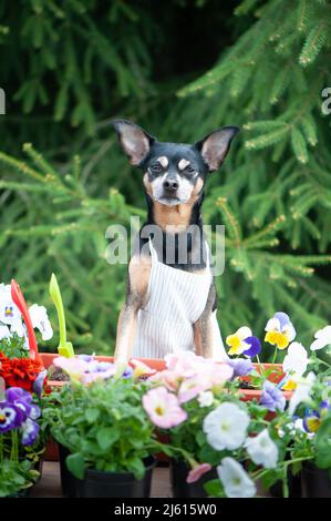 Dog in an apron, surrounded by flowers and garden tools, an image of a gardener, a grower. The concept of spring planting Stock Photo