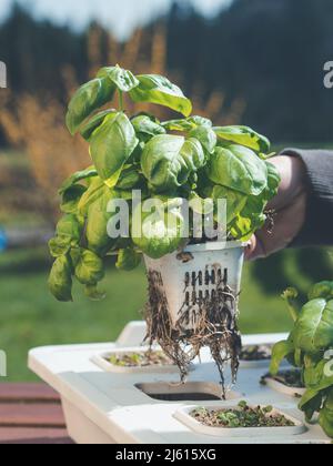 hand holding basil plant with root sytem showing how to grow organic herbs in hydroponic system - soil free using rock wool for hydro farming Stock Photo