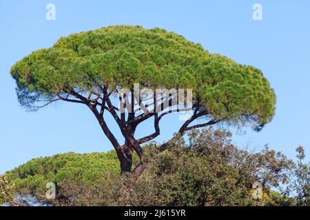 Pinus Pinea . Sculptural shape of this tree has a distinctive spherical crown with a flattened top, known as an umbrella pine Stock Photo