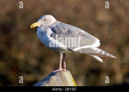 Glaucous-winged Gull (Larus glaucescens) - at Cattle Point in Uplands Park, Oak Bay. Near Victoria, Vancouver Island, British Columbia, Canada Stock Photo