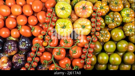 Top view assortment of tomatoes of many kinds, healthy food, studio photo. Stock Photo