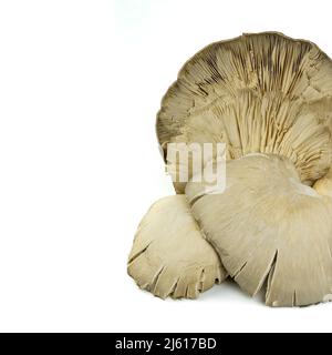 Group of mushrooms, type oyster, whole and sliced. Isolated on white background. Vegetable background and copy space. Stock Photo