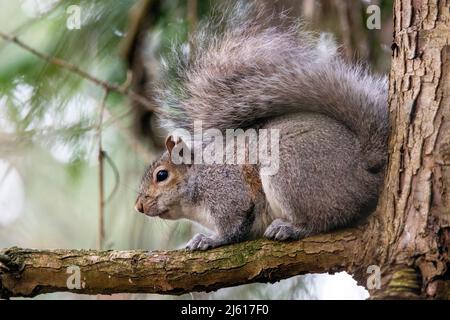 Eastern gray squirrel (Sciurus carolinensis) - Saxe Point Park in Esquimalt - Victoria, Vancouver Island, British Columbia, Canada Stock Photo