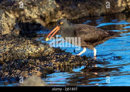 Black Oystercatcher  (Haematopus bachmani) - at Cattle Point in Uplands Park, Oak Bay. Near Victoria, Vancouver Island, British Columbia, Canada Stock Photo