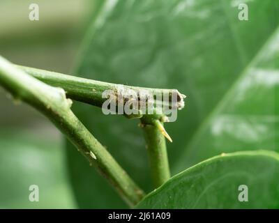 photo shows a scale insects sucking on a young branch and producing honeydew Stock Photo