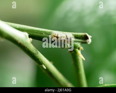 photo shows a closeup situation of two scale insects sucking on a branch of lime or citrus tree Stock Photo