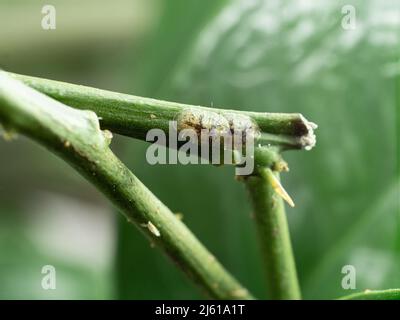 image shows two scale insects sucking on citrus or lemon plant Stock Photo