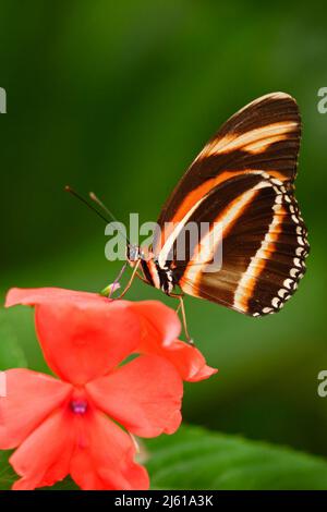 Beautiful orange butterfly Zebra Longwing, Heliconius charitonius. Butterfly in nature habitat. Nice insect from Costa Rica. Butterfly in the red bloo Stock Photo