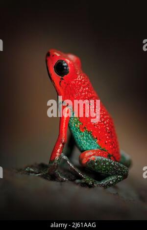 Red Poisson frog Granular poison arrow frog, Dendrobates granuliferus, in the nature habitat, Costa Rica. Beautiful exotic animal from central America Stock Photo
