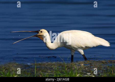 Spoonbill in the blue water with open bill. White gird with open beak. Eurasian Spoonbill, Platalea leucorodia, in the water, detail portrait of bird Stock Photo