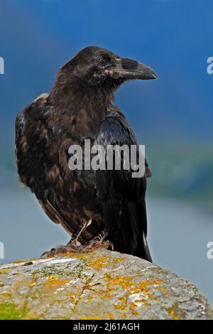 Black bird on the sea rocky coast. Black bird raven, Corvus corax, sitting on the grey stone with yellow moss. Raven on the yellow stone in the nature Stock Photo