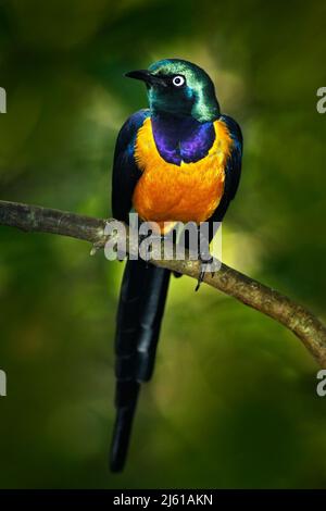 Beautiful shiny bird in the green forest. Golden-breasted Starling, Cosmopsarus regius, Golden-breasted Starling sitting on the tree branch in the nat Stock Photo