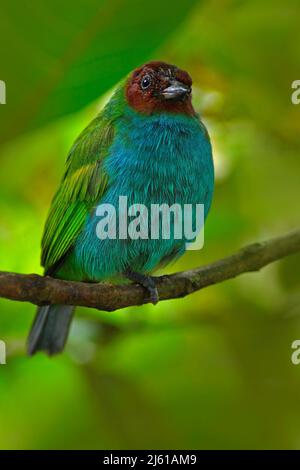 Bay-headed Tanager, Tangara gyrola, exotic tropic blue tanager with red head, Costa Rica. Blue and green songbird in the nature habitat. Beautiful blu Stock Photo