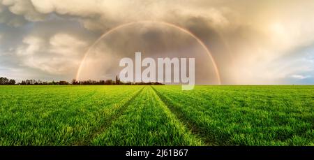 Green wheat panorama with rainbow and field road Stock Photo