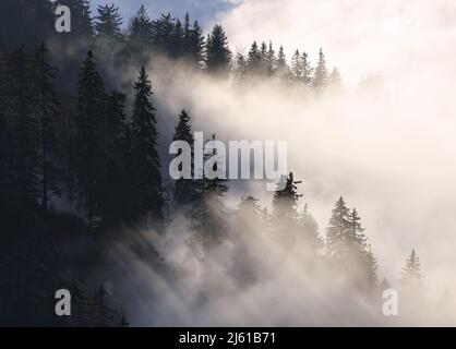 Sunbeam over pine trees - abstract landscape with rays Stock Photo