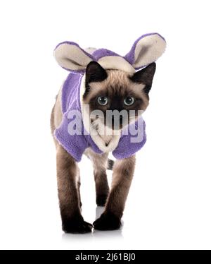 siamese cat in front of white background Stock Photo