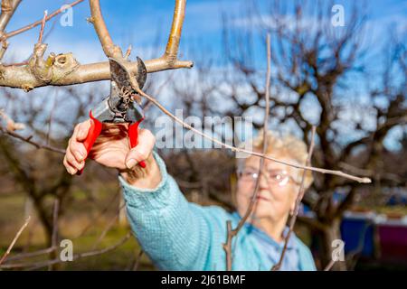 Senior woman is pruning branches of fruit trees in orchard using loppers at early springtime. Stock Photo