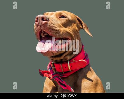 Lovable, pretty brown puppy. Close-up, indoors, studio shot. Day light. Concept of care, education, obedience training and raising pets Stock Photo