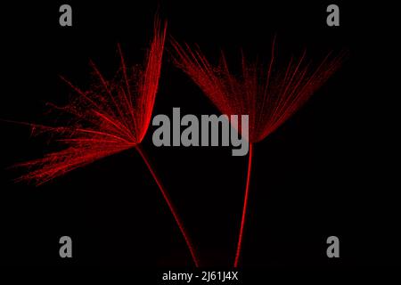 red giant dandelion or salsify seed head on black background spring summer backdrop . Stock Photo