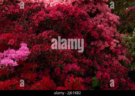 Red and pink flowers of evergreen garden shrubs azaleas seen flowering in spring outdoors. Stock Photo
