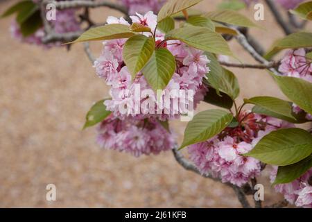 Close up of a pink flowering ornamental cherry tree branch seen in spring. Stock Photo