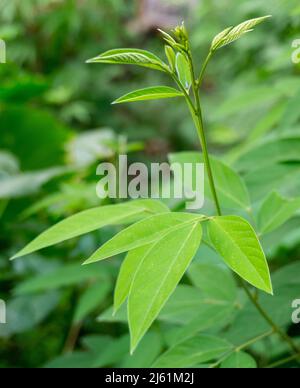 A close up shot of an isolated Pigeon pea, Cajanuses Plant leaves.