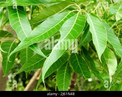Indian lilac leaves. Azadirachta indica, commonly known as neem, nimtree or Indian lilac,is a tree in the mahogany family Meliaceae. Stock Photo