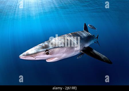 Blue shark in Tenerife Stock Photo
