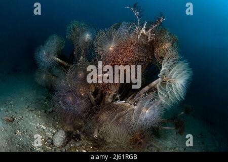 A Macropodia longirostris crab on a forest of Sabella spallanzanii fanworms Stock Photo