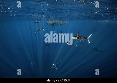 A group of striped marlin hunting, Mexico Stock Photo