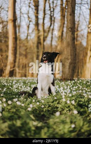 Border Collie sitting on grass in forest Stock Photo