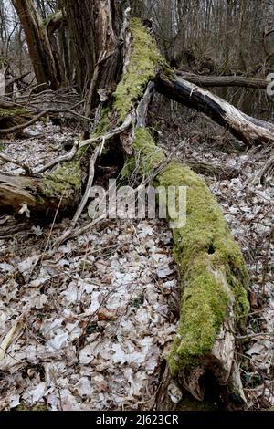 Moss-covered fallen tree in late winter Stock Photo