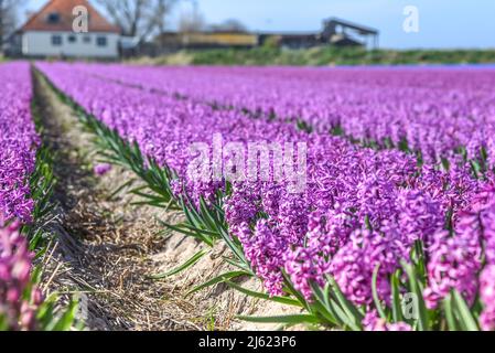 Julianadorp, Netherlands, April 2022. Blooming tulips, hyacinths and daffodils in the bulb fields around Julianadorp. High quality photo Stock Photo